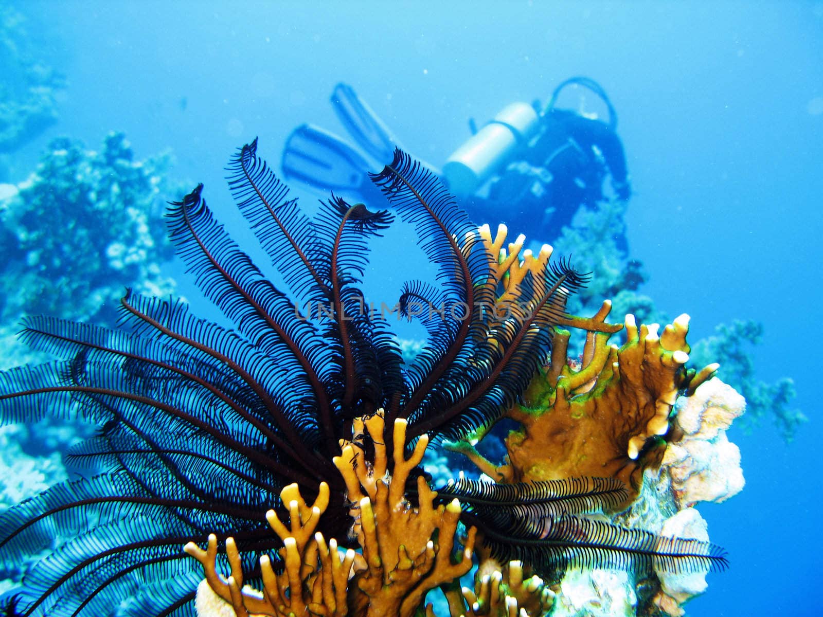 A Crinoid on a Fire Coral in the Red Sea.