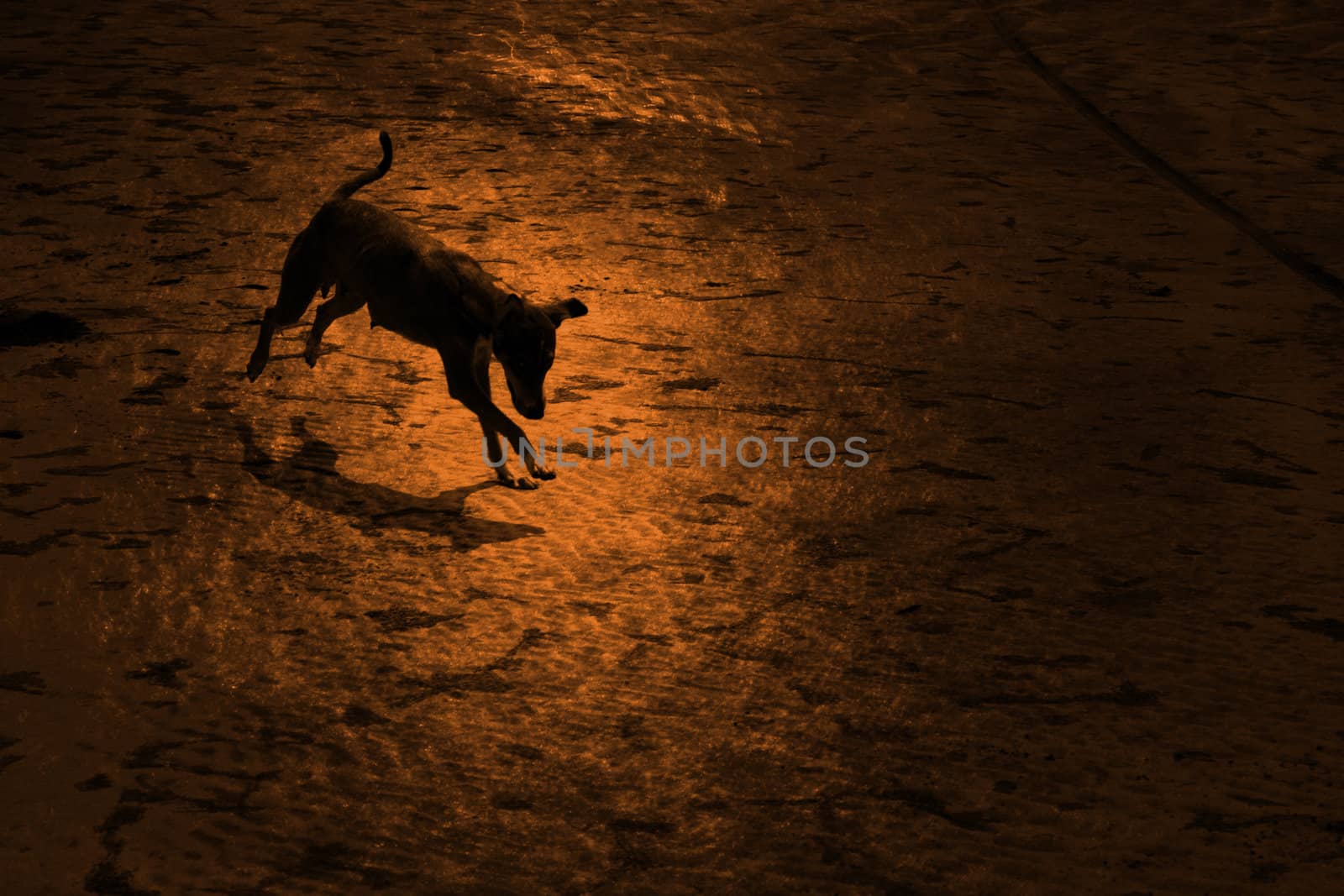 An artistic picture of a dog playing on the shining beach sand at sunset.