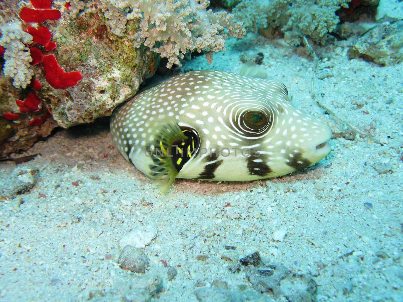 "Arothron Stellatus" better known as Star Puffer fish in the Red Sea.