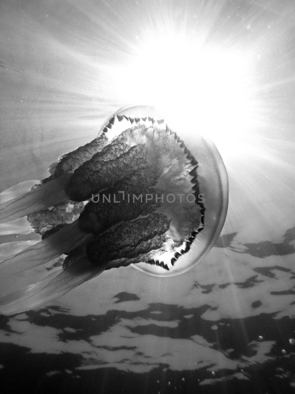 “ Rhizostoma Pulmo” Jellyfish in Black and white.