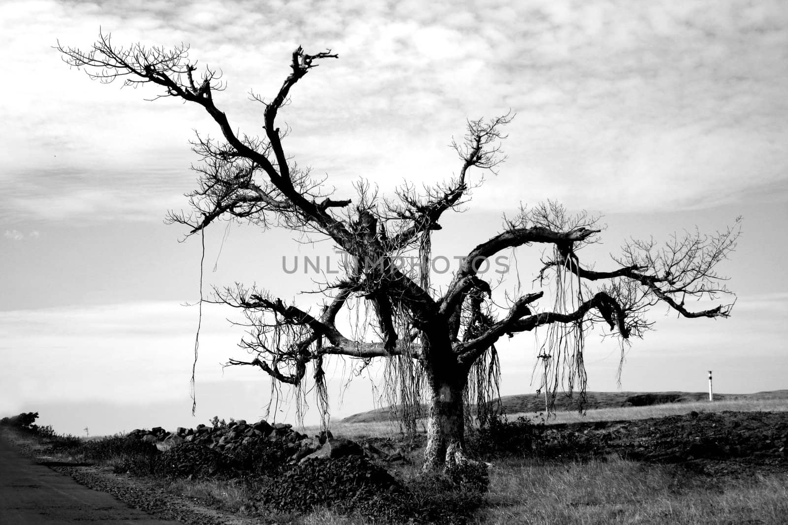 A grayscale image of a lone tree on a barren landscape.