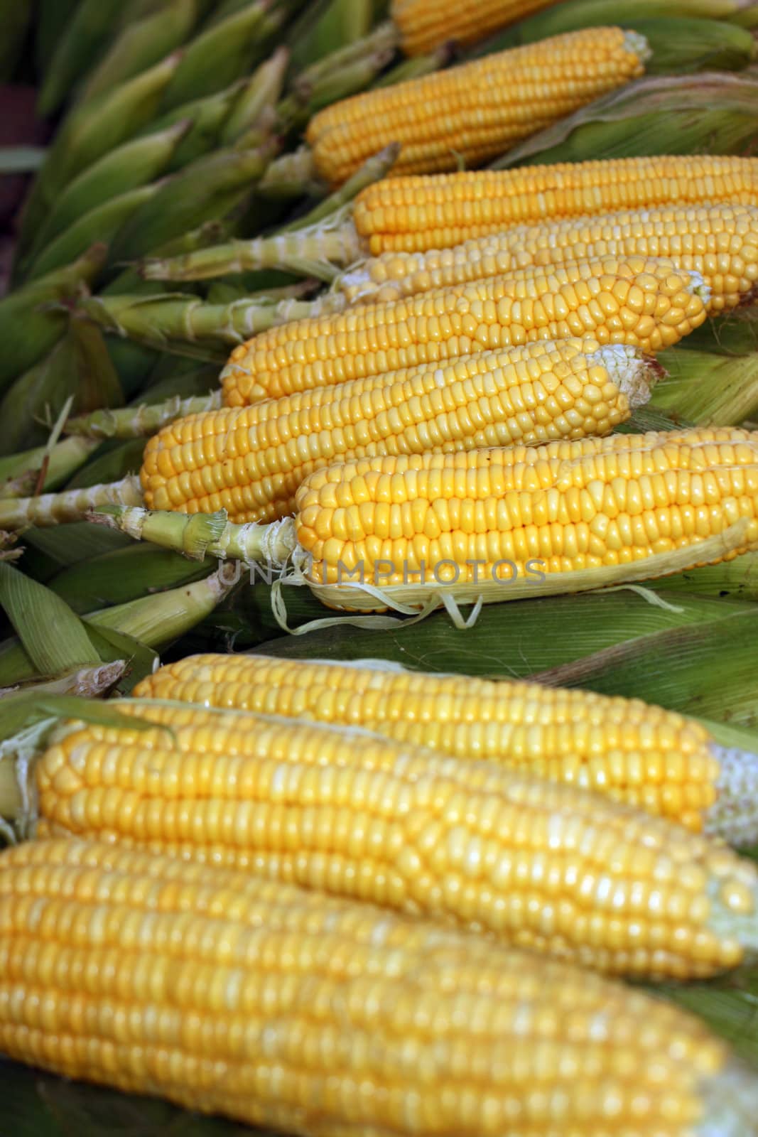 Fresh corncobs for sale at a shop, in a farm.