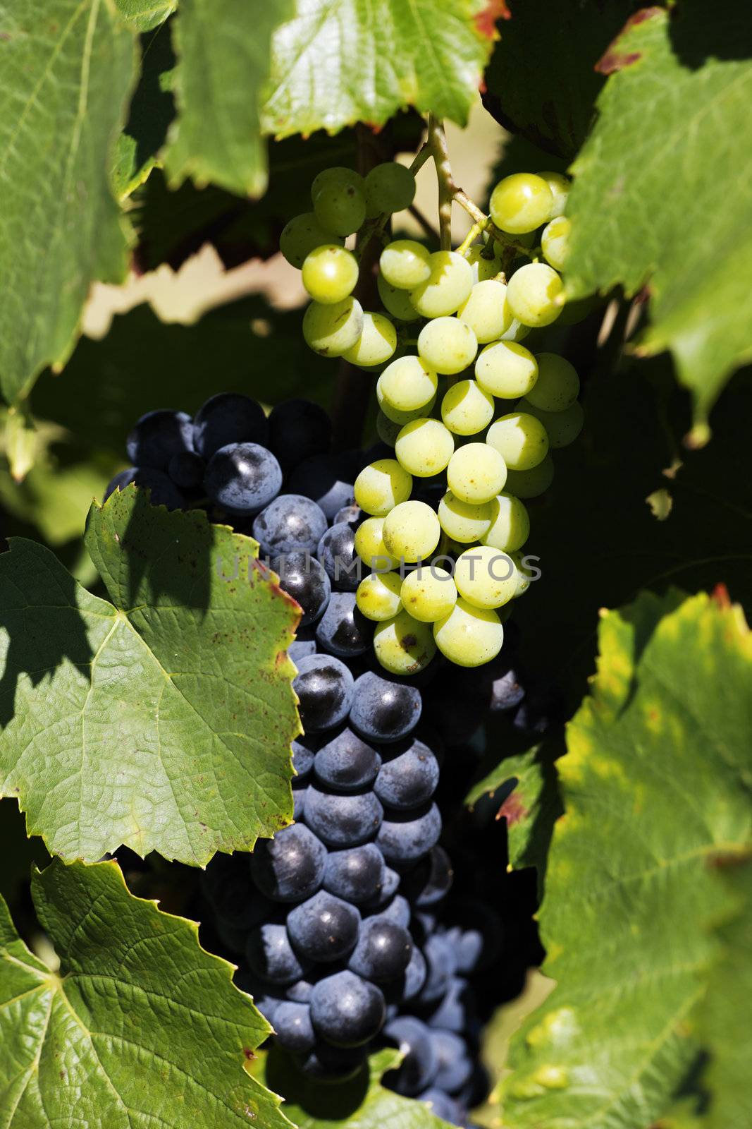 grape-vine wait the harvesting in France in summer