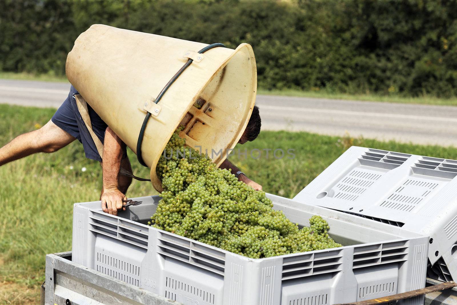 man harvesting the grapes during the harvest