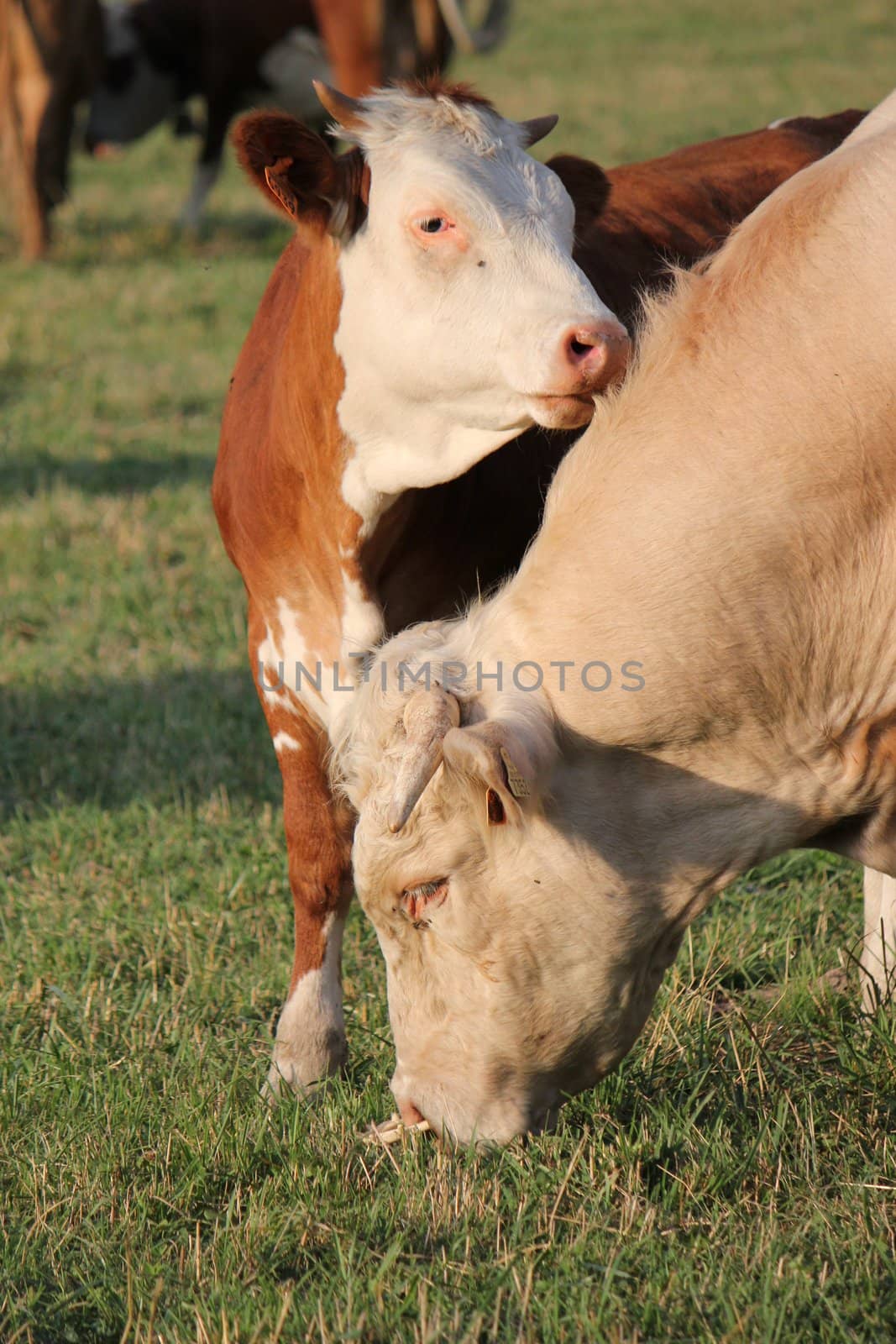 A young calf next to its mother, their head very near, in a meadow