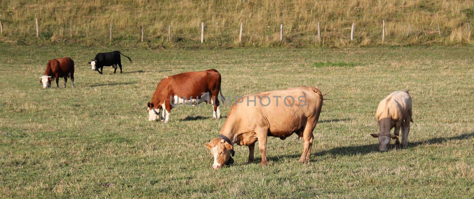 Several cows eating the grass of a meadow by sunset