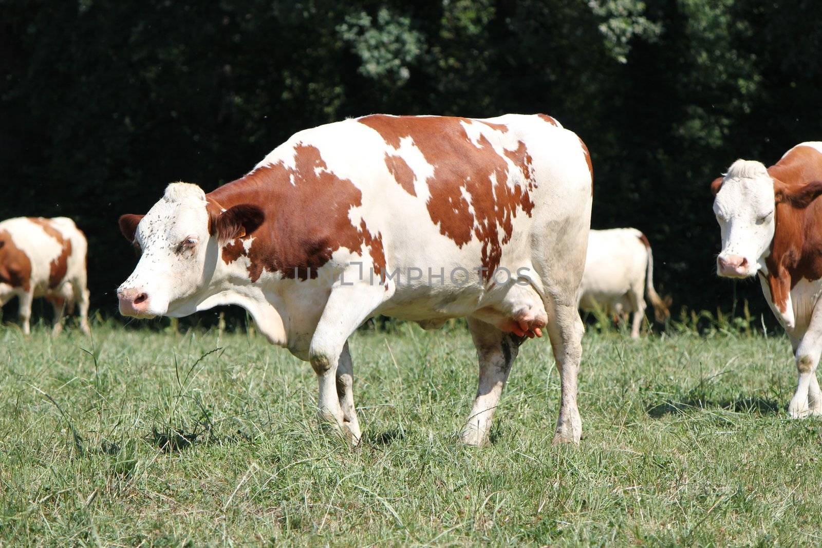 Brown and white cow walking among others in a meadow