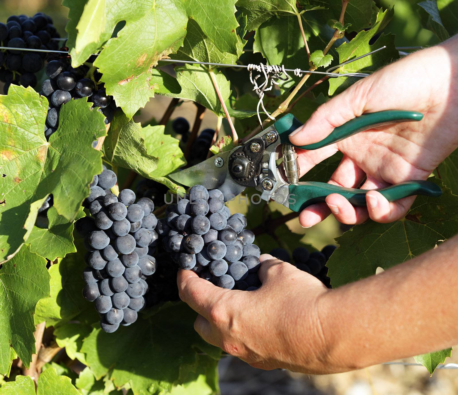woman hands harvesting grapes in a fields
