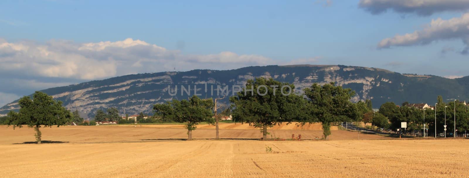 Saleva mountain behind a yellow field and several trees by sunset, Geneva, Switzerland