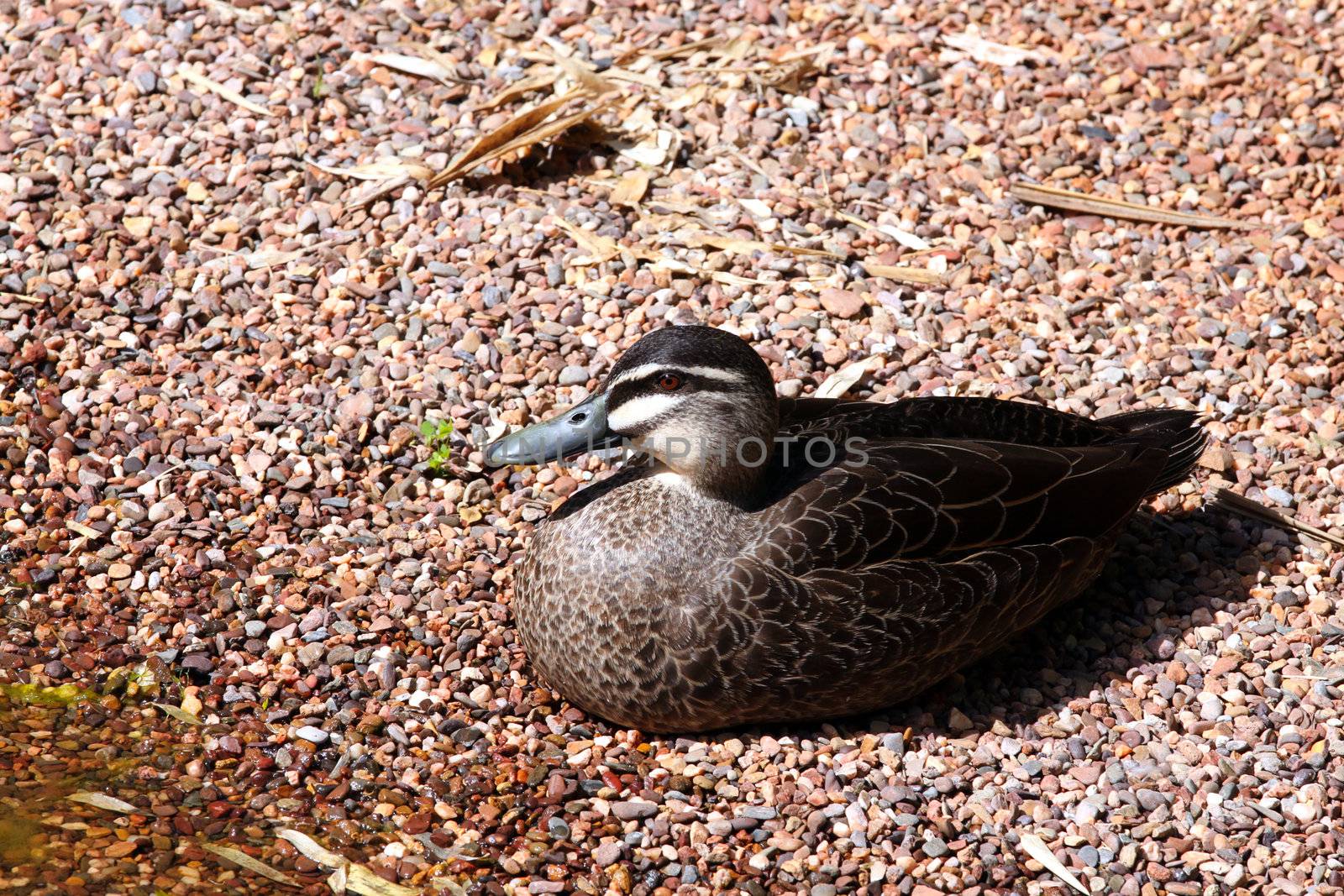 Pacific Black Duck - Anas superciliosa. Adelaide, South Australia
