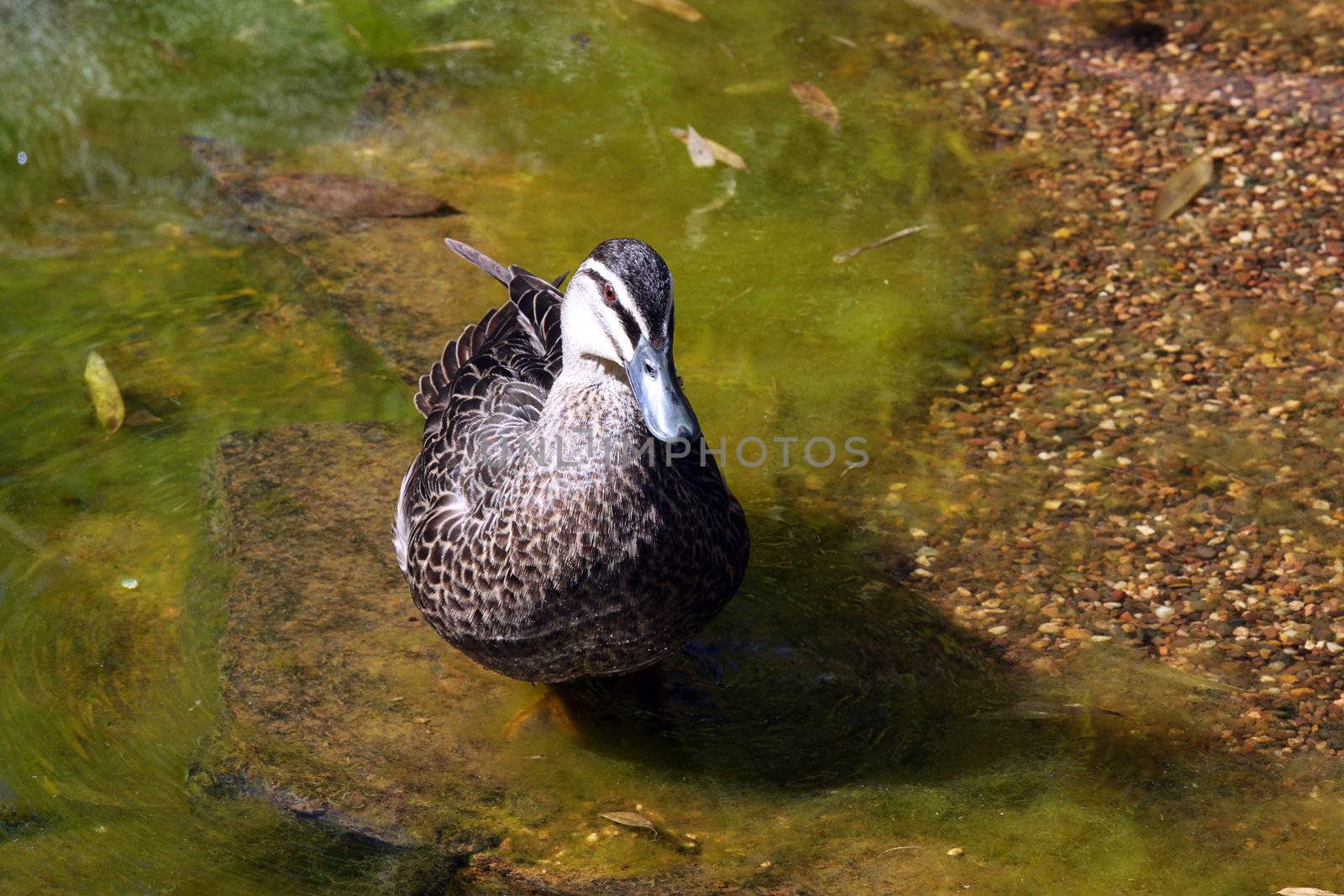 Pacific Black Duck - Anas superciliosa. Adelaide, South Australia