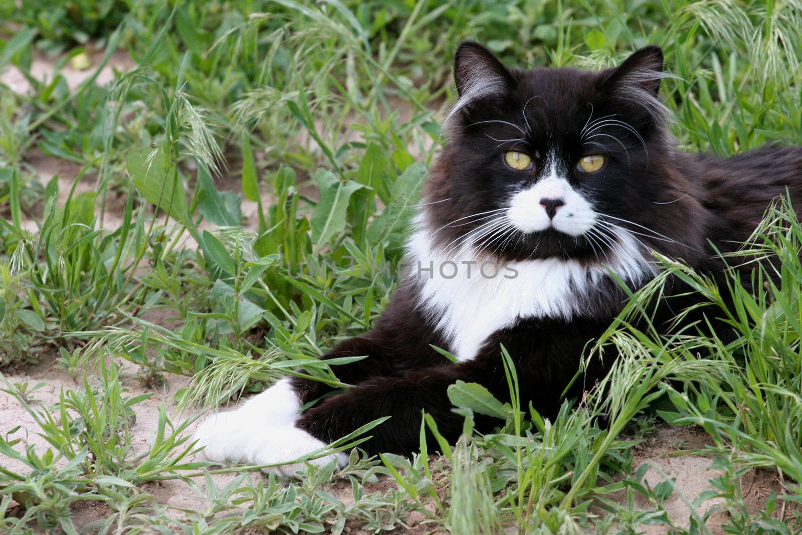 Black and white tom cat sitting proud in the grass