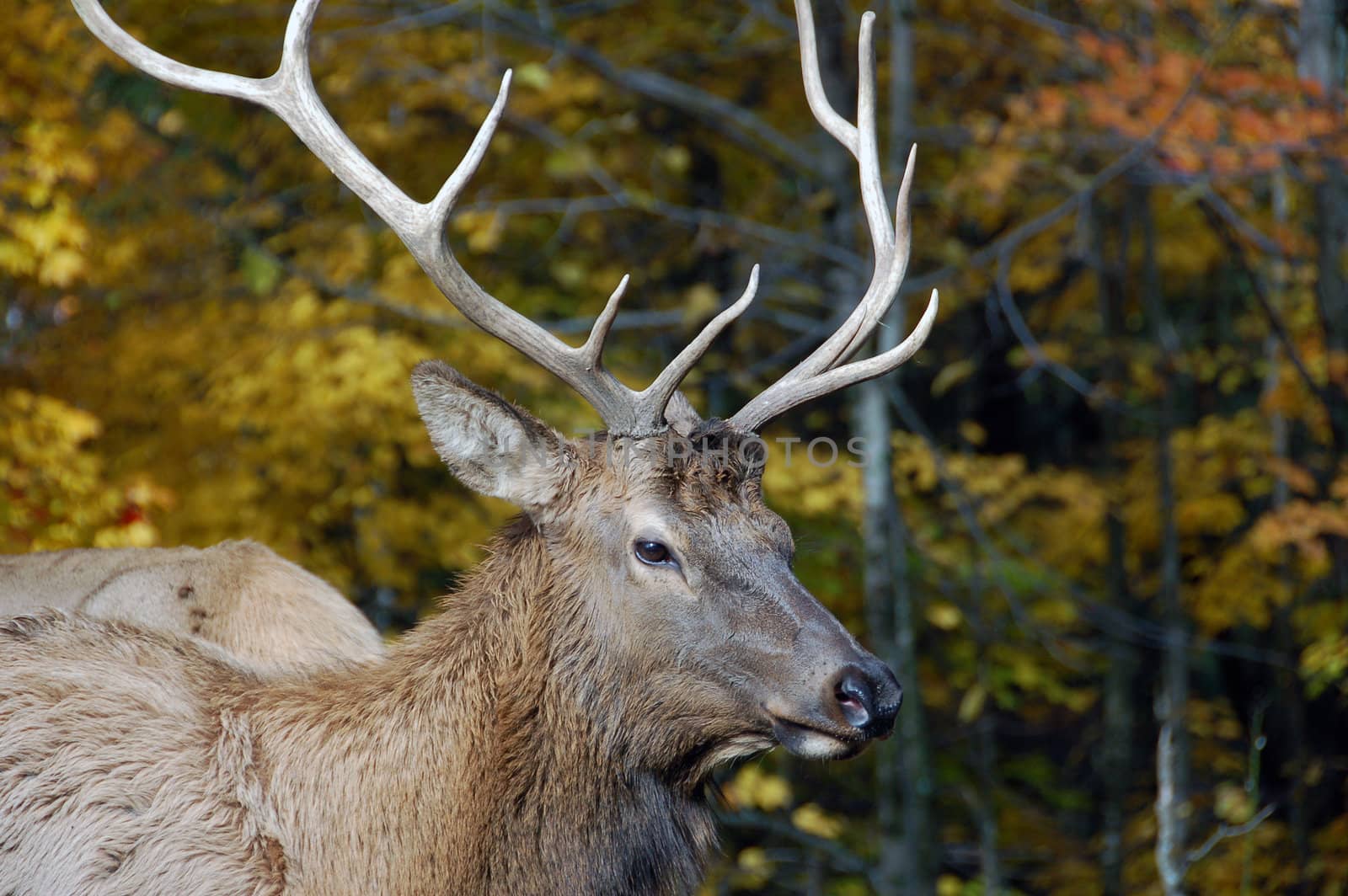 Wild elk on a beautifull day in autumn