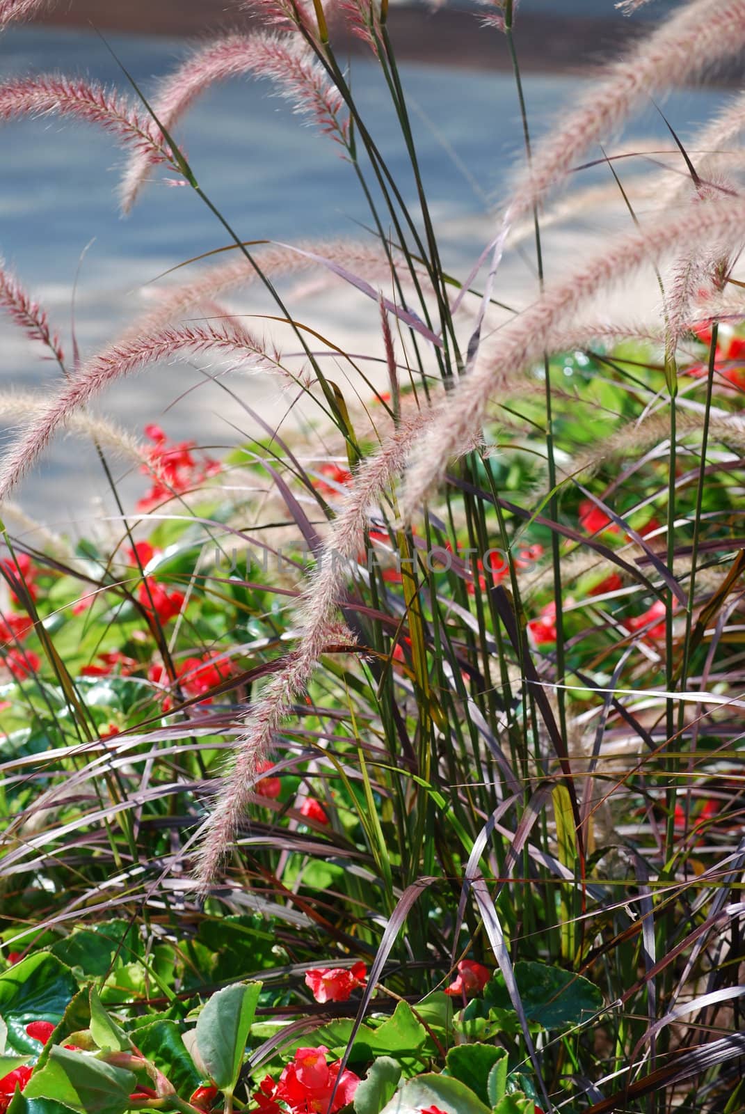Grass, spikes  and flowers on flowerbed