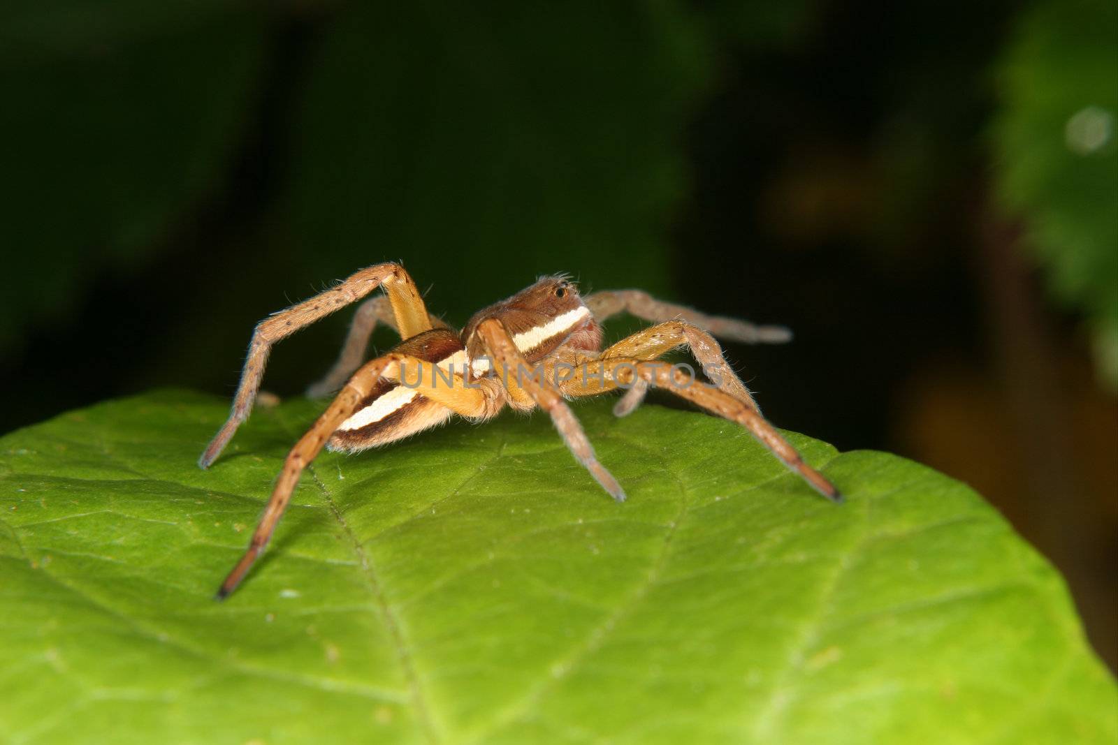 Raft spider (Dolomedes fimbriatus) by tdietrich