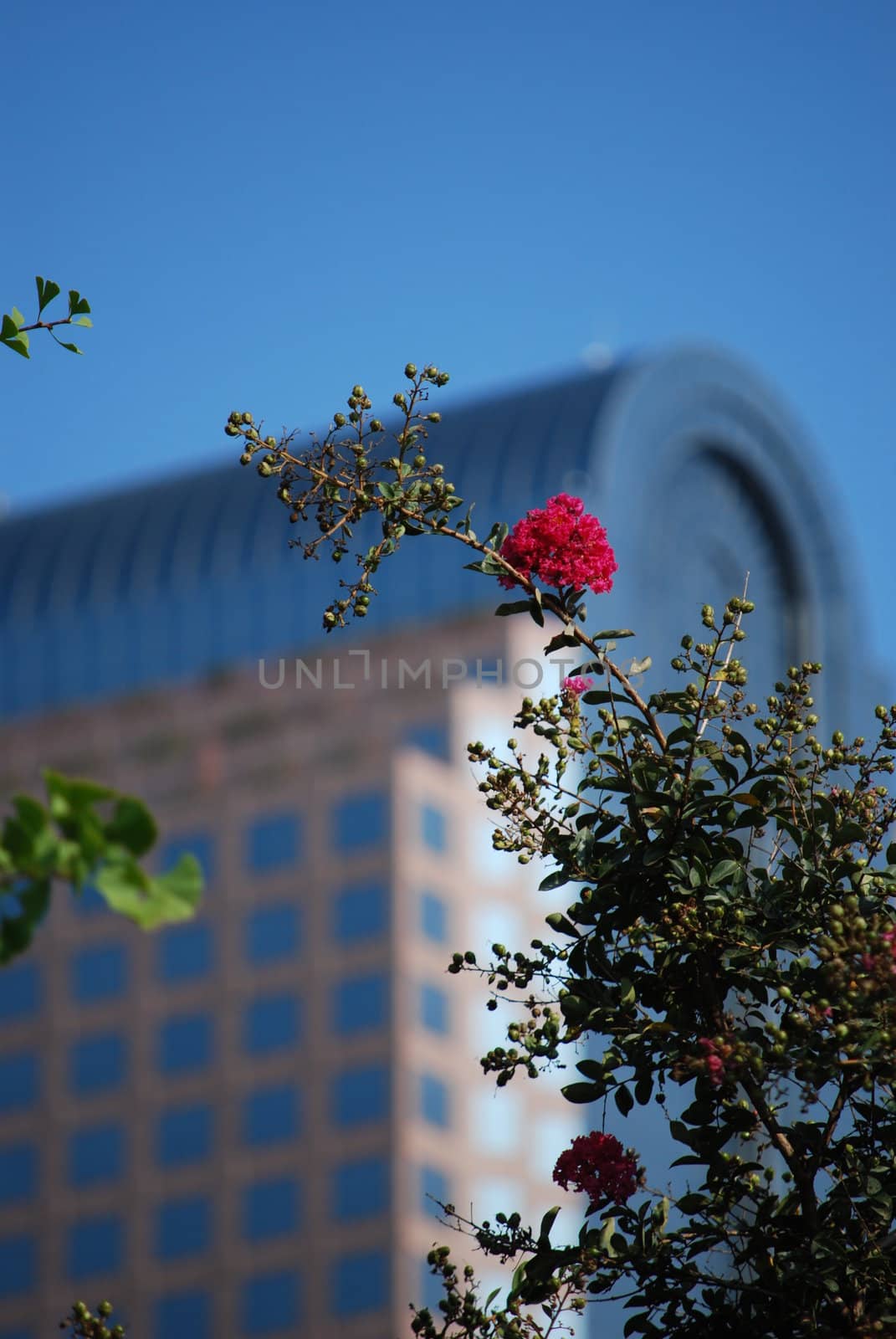 Red flower on office building background