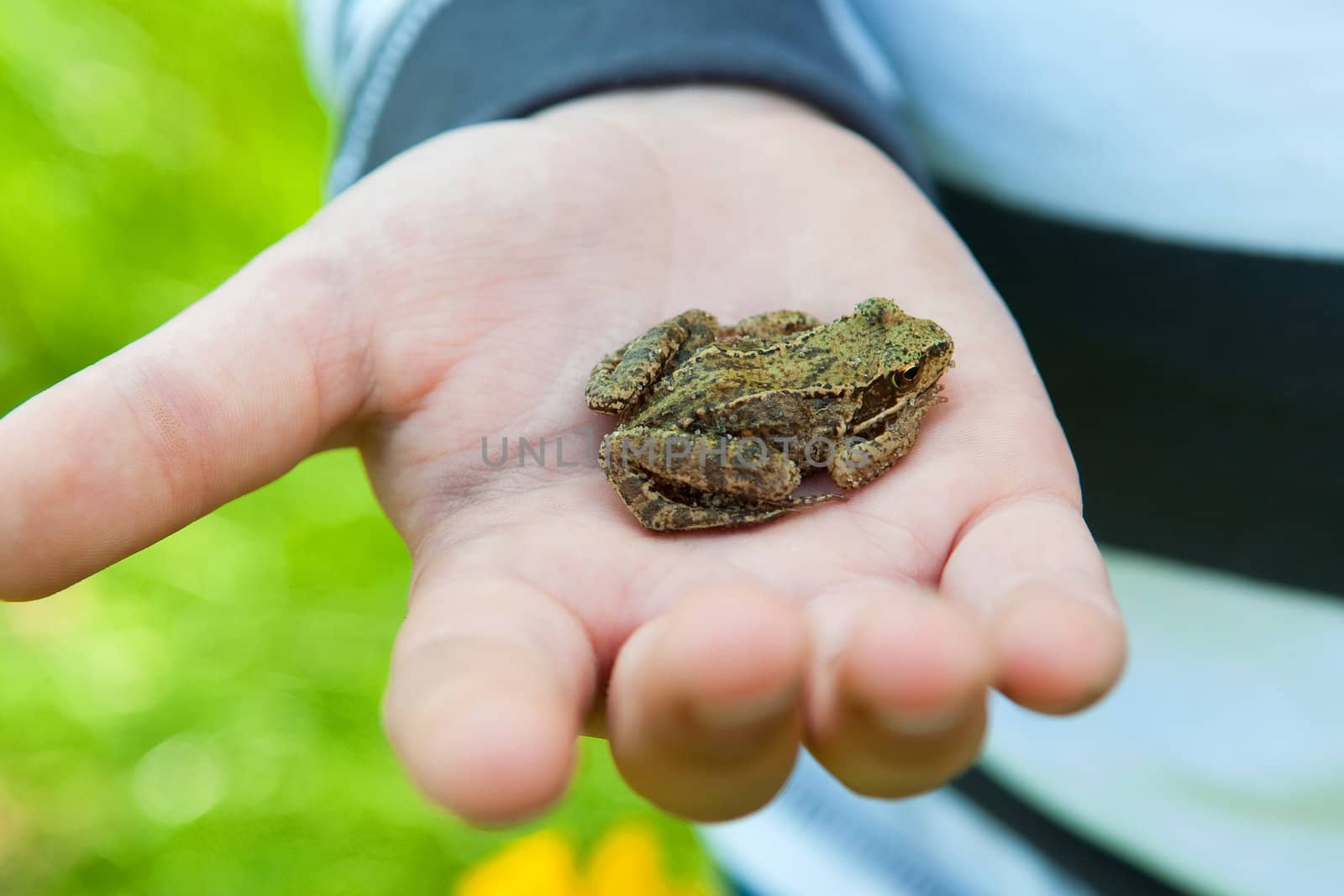 A frog on the hand