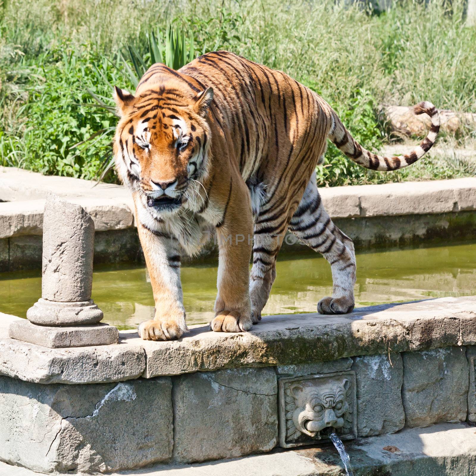 The tiger (Panthera tigris), a member of the Felidae family, is the largest of the four "big cats" in the genus Panthera. The tiger is native to much of eastern and southern Asia, and is an apex predator and an obligate carnivore.