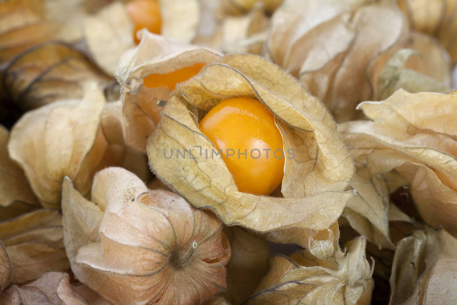 Close up of group of physalis fruits filling frame with horizontal orientation.