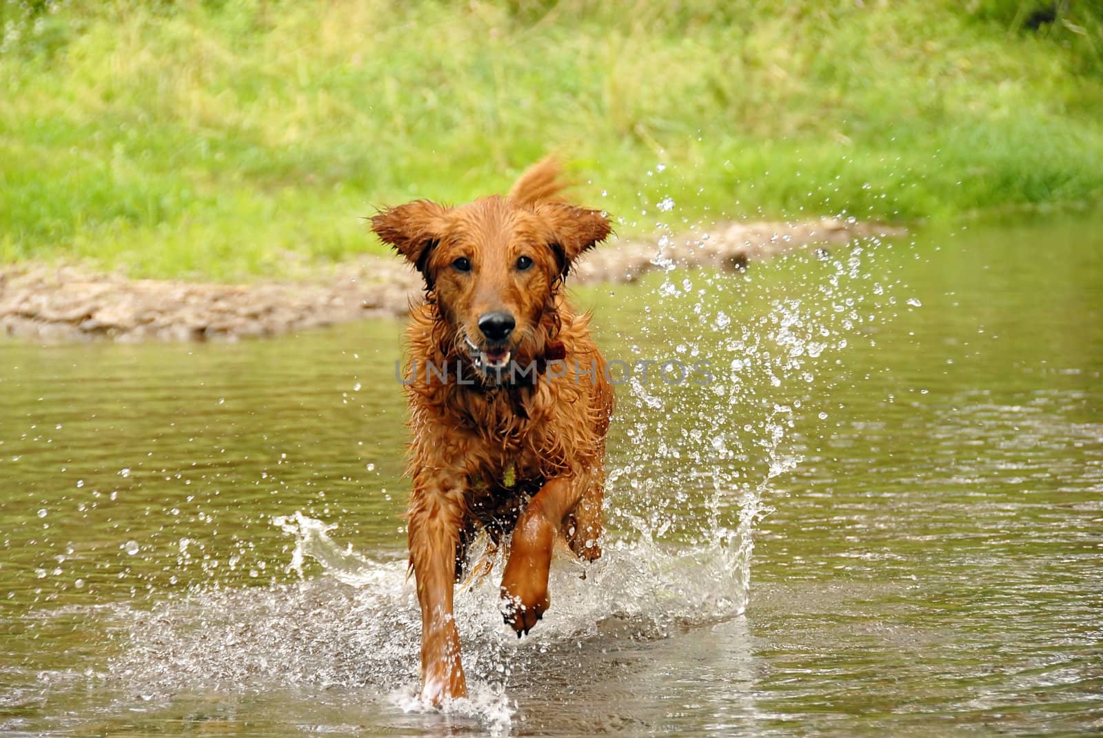 running wet orange golden retriever dog over water outdoors