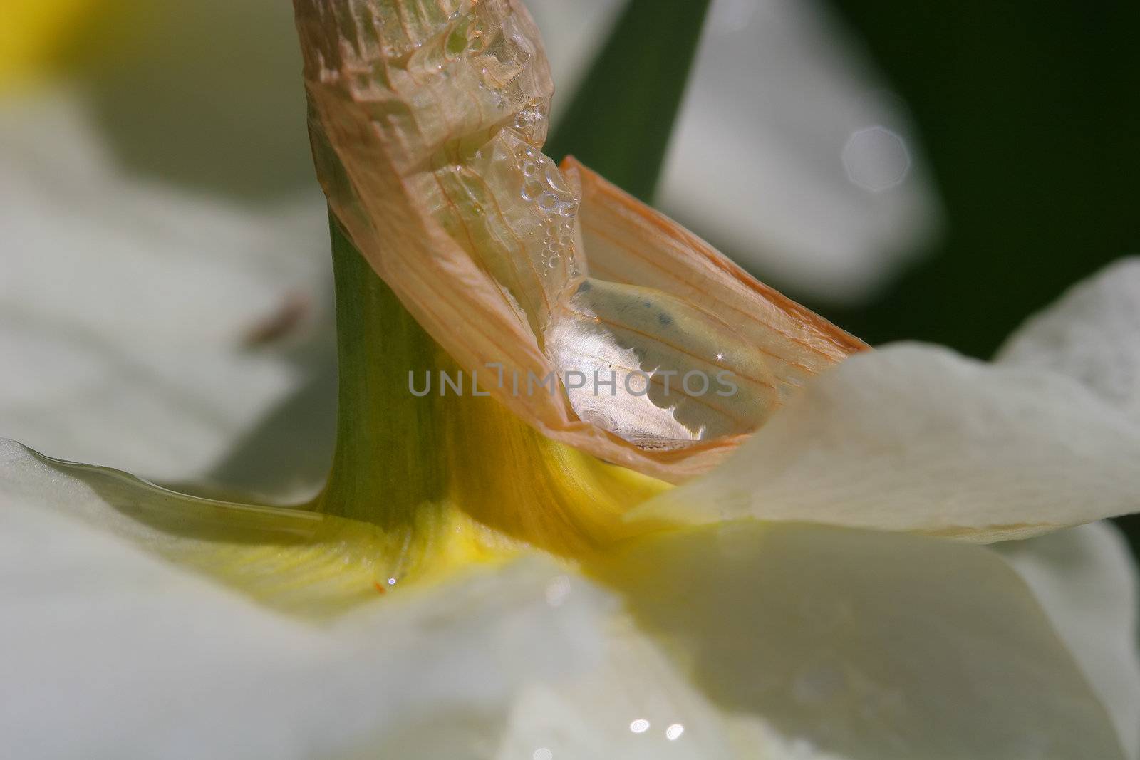 Daffodil by LoonChild