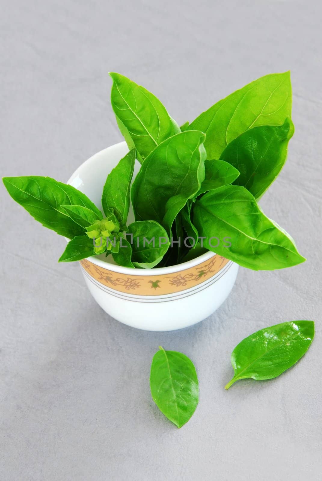 fresh basil leaves in a white porcelain bowl over gray background