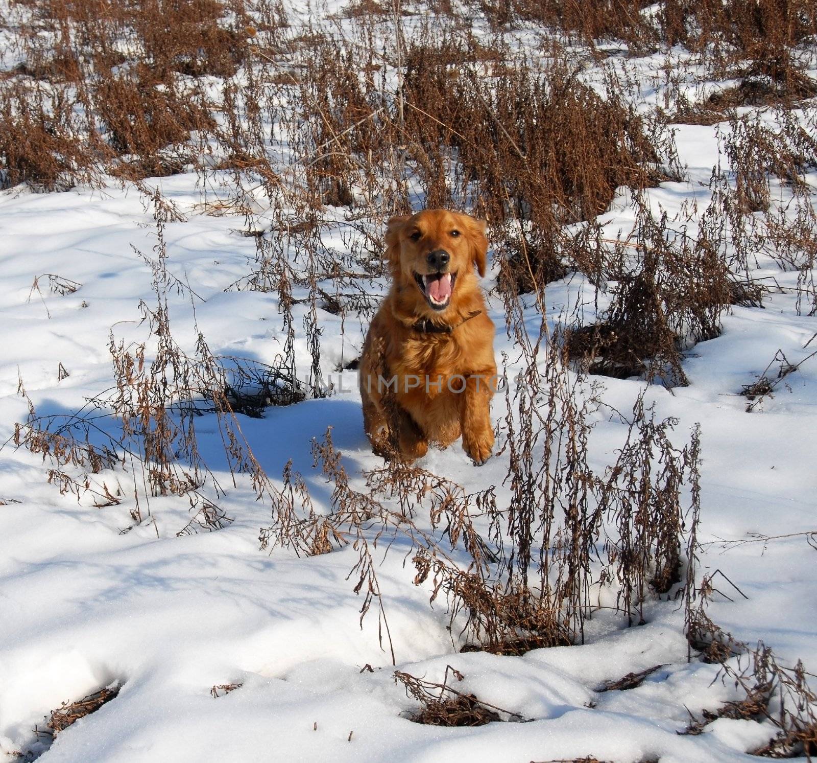 orange young golden retriever dog running at snow