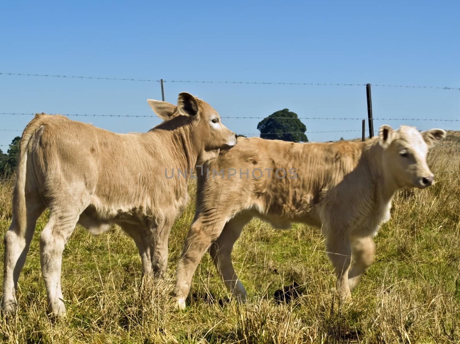 Young calves playing Beef cattle by sherj