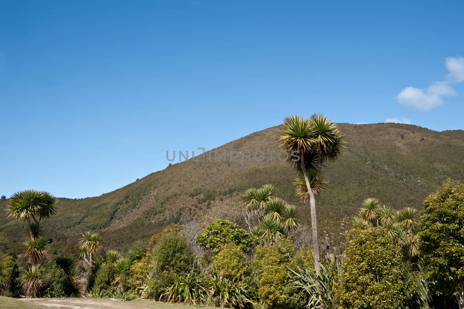 Indigenous flora of New Zealand bush.