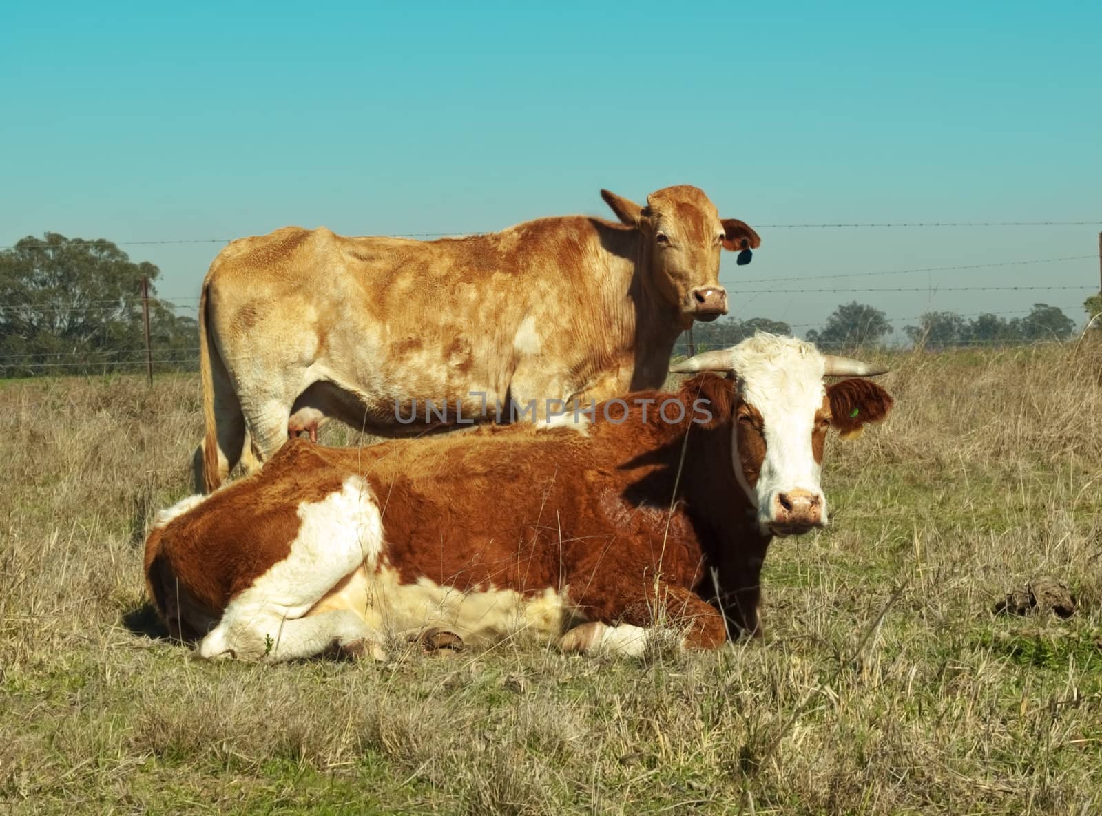 australian simmental cow typical brown and white coloring by sherj