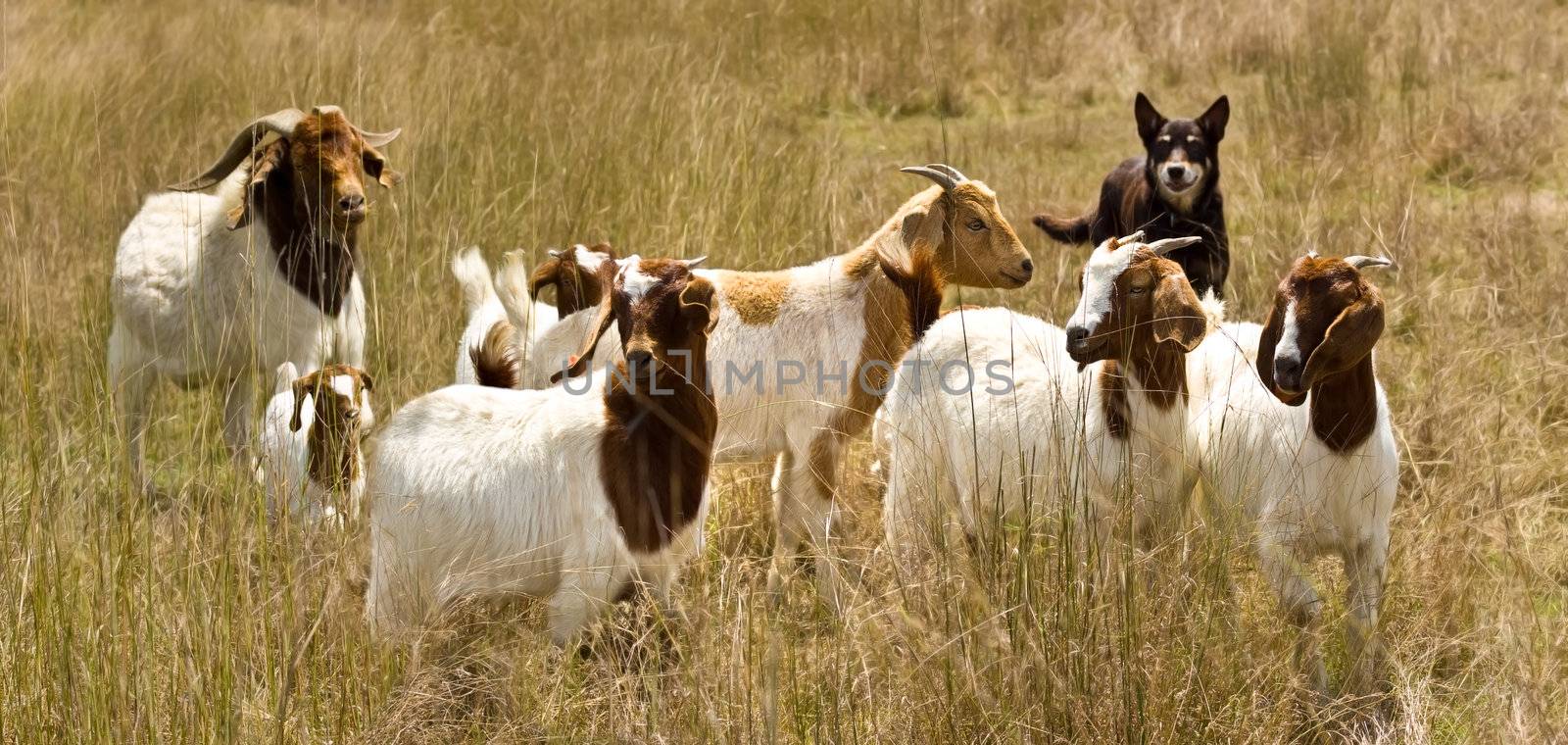 working dog australian kelpie herding goat herd