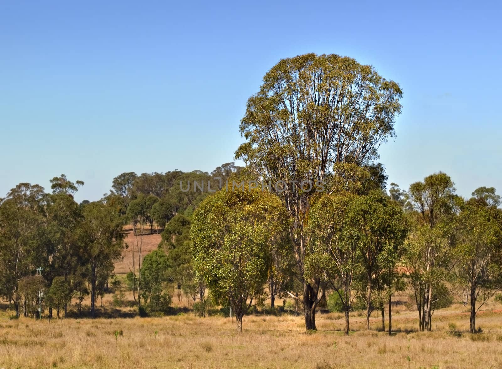 Australian countryside gum trees and blue sky - dry eucalypt forest