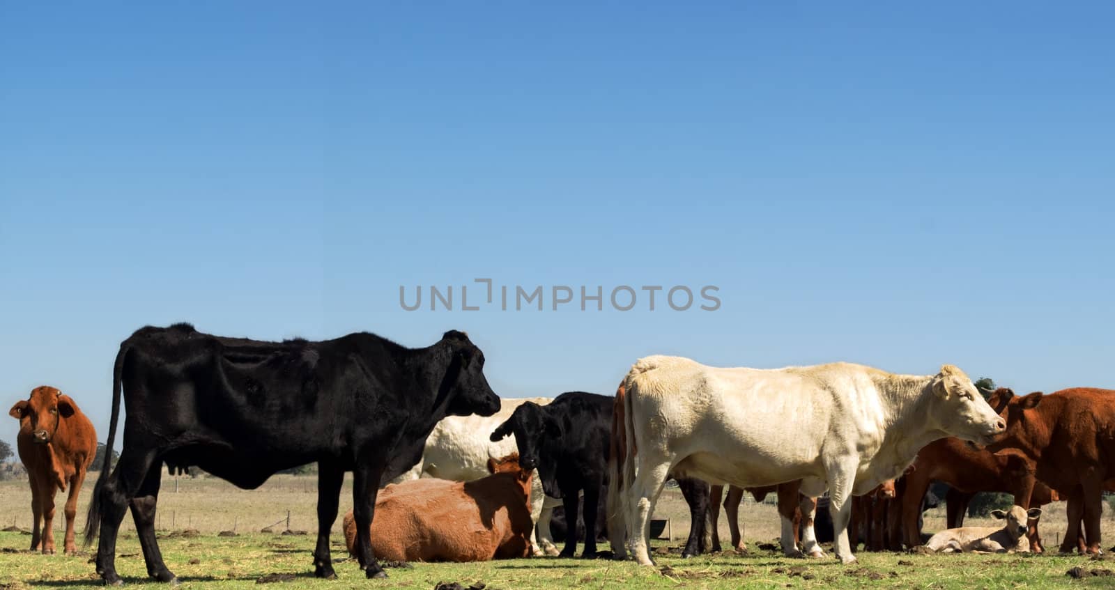 australian herd of beef cattle - black white and brown cows with blue sky copyspace