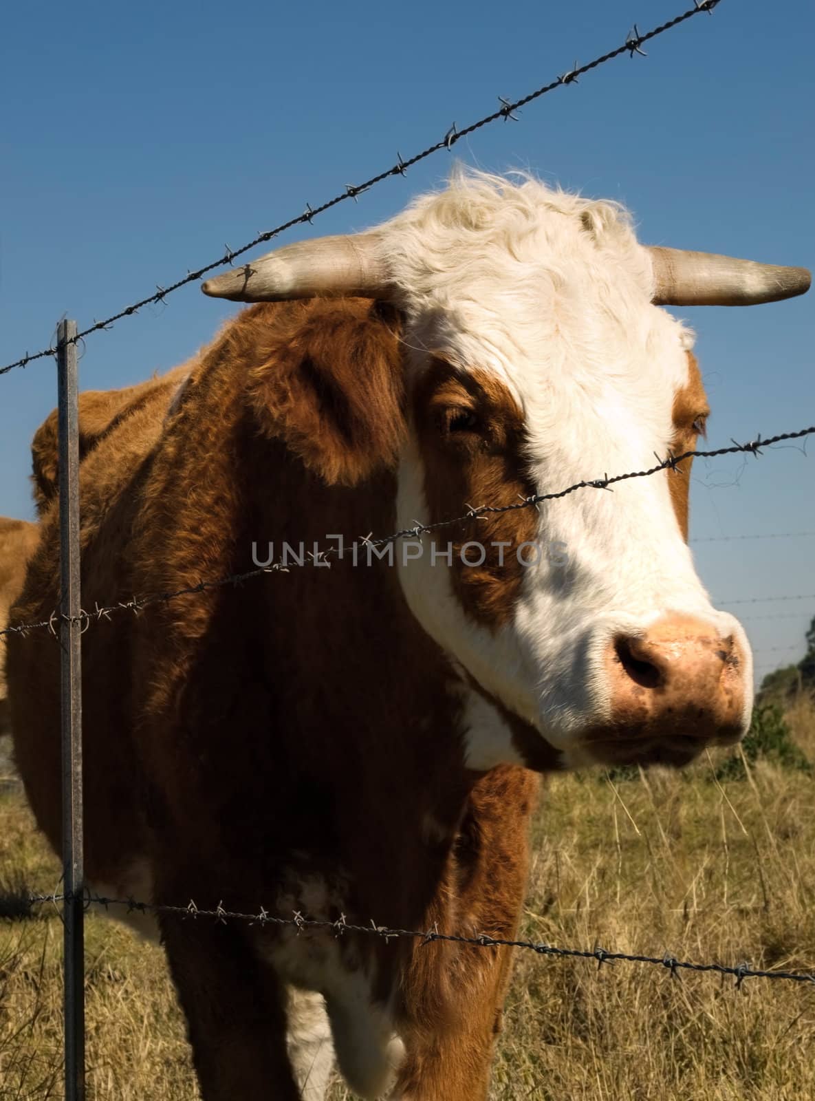 restrained simmental cow - barbed wire restraining fence to restrain farm animals