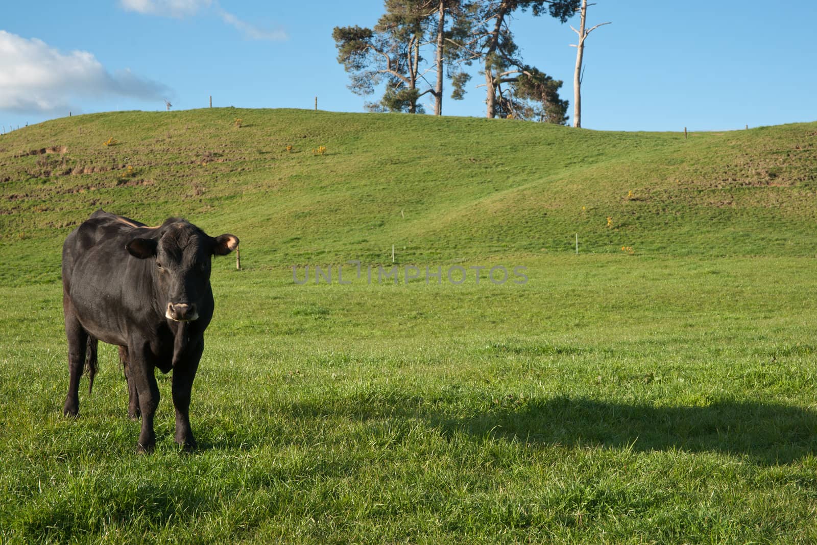 Black cow looks towards camera.