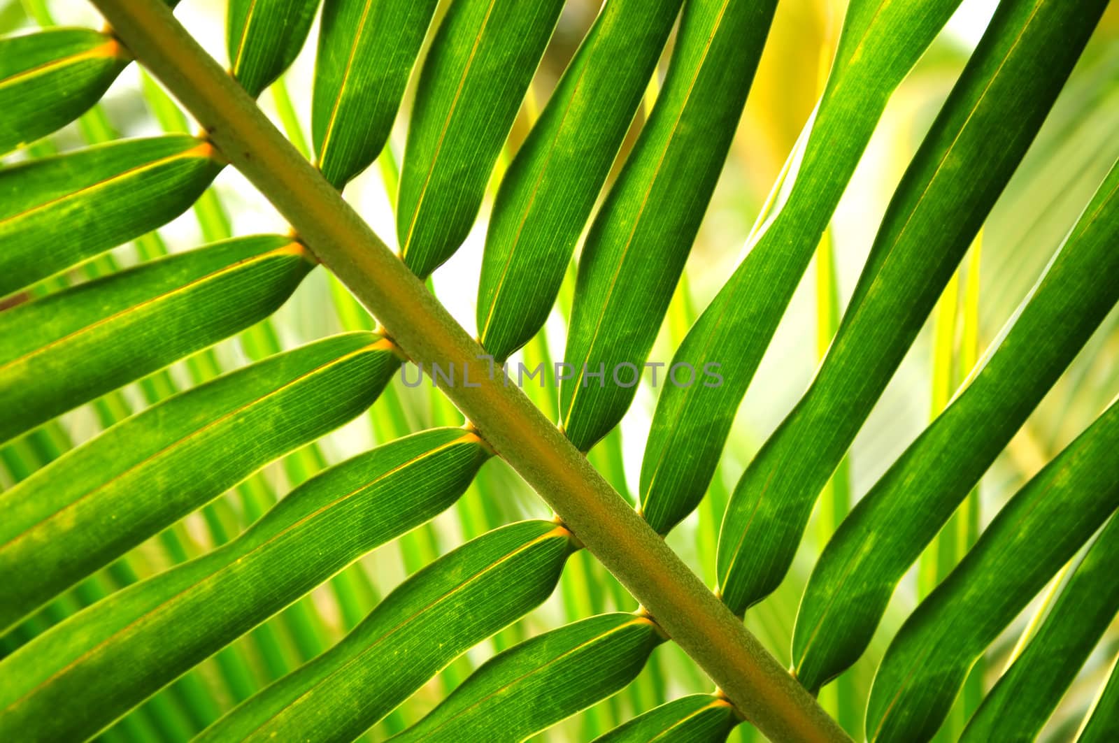 Closeup of green leaf of tropical plant