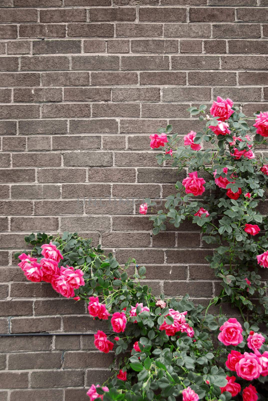 Roses on brick wall by elenathewise