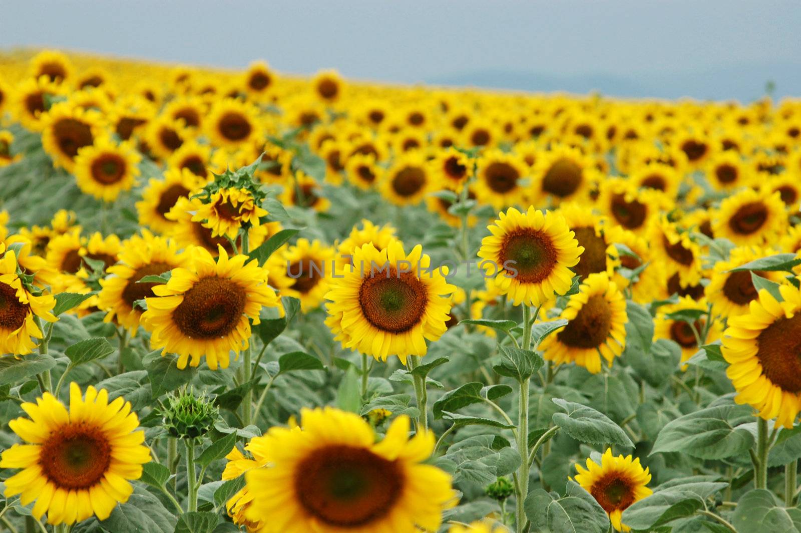 sunflowers by casaalmare