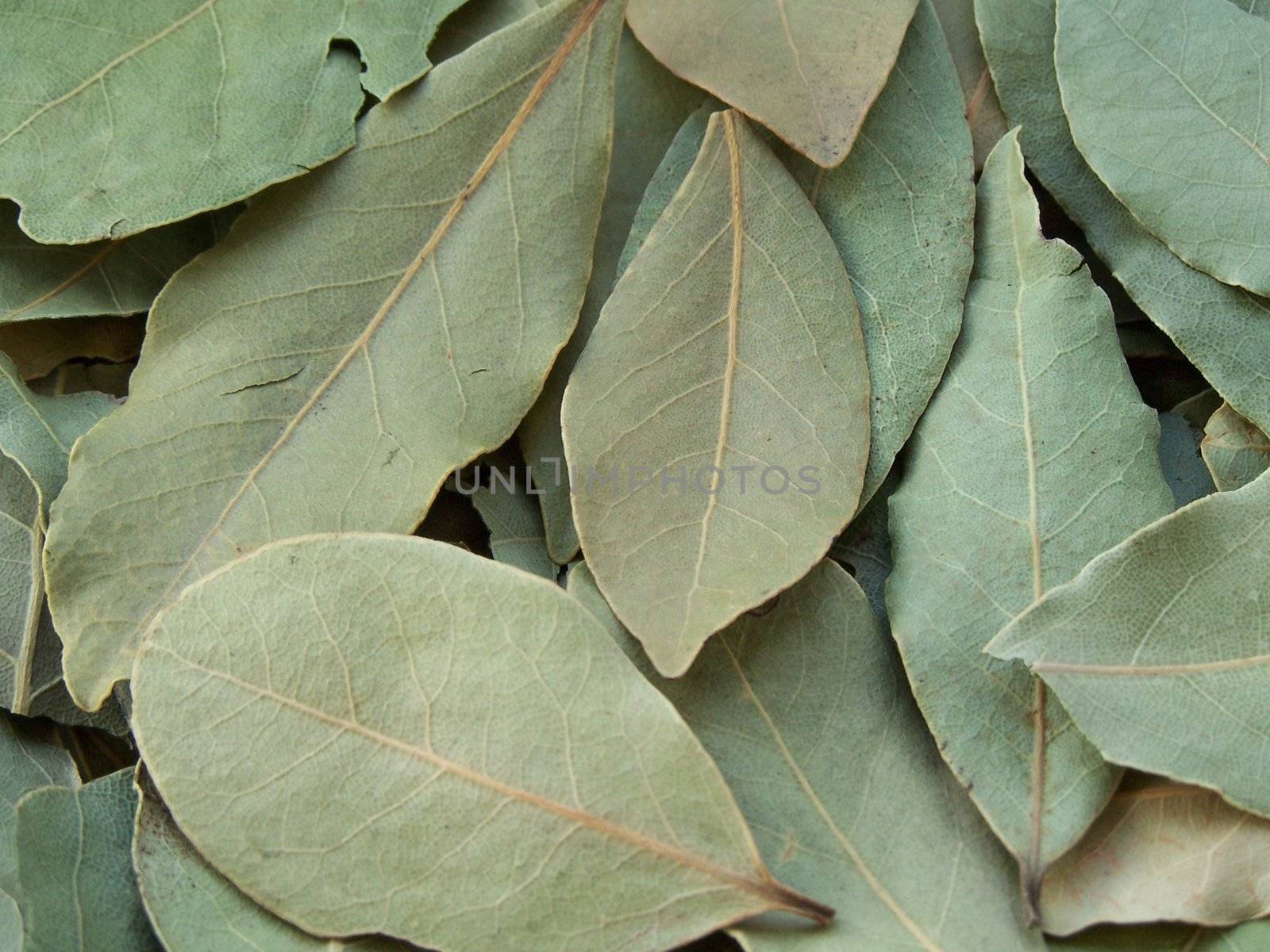Close up of the bay leaves. Background.
