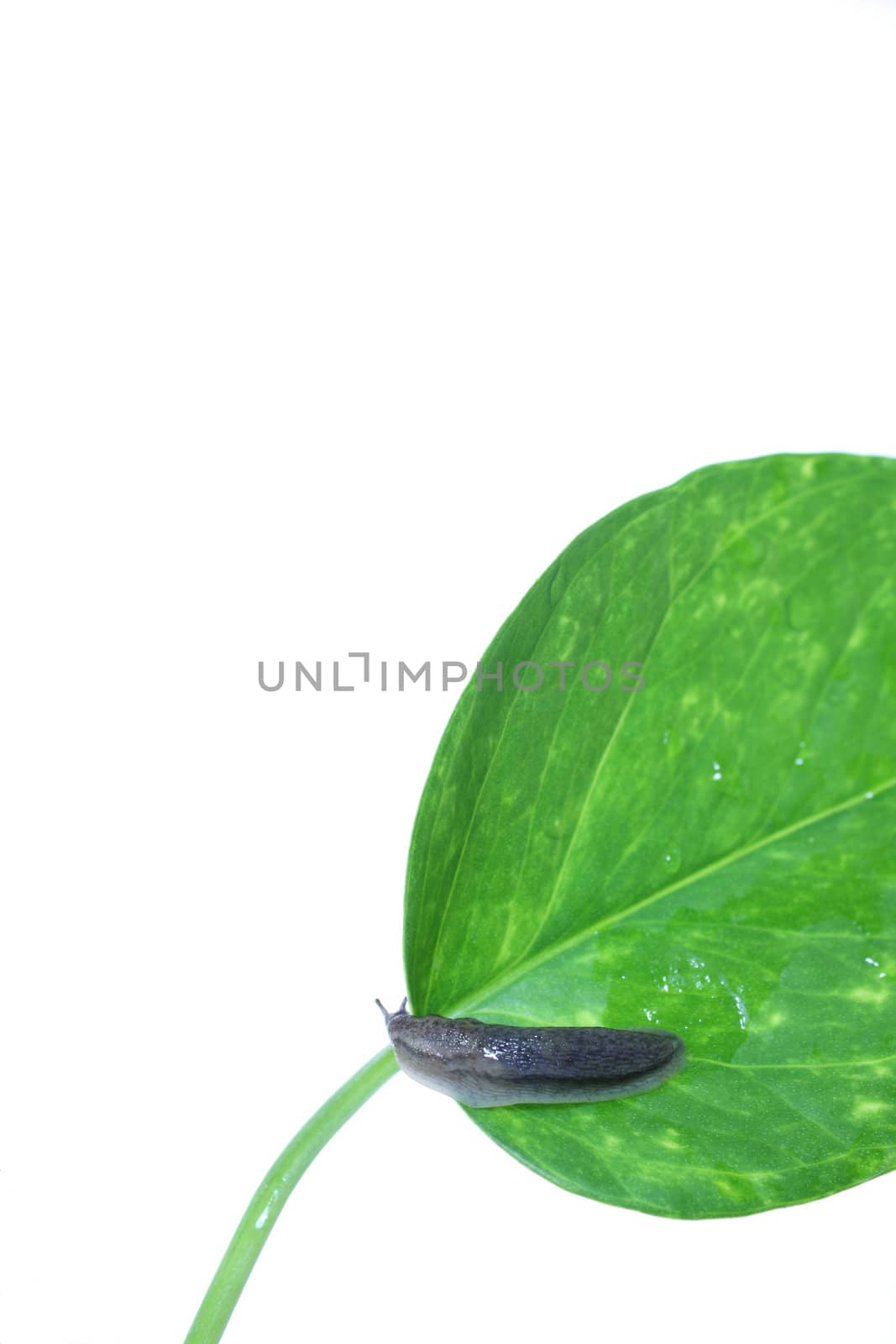 A garden slug isolated on white, with green leaves.