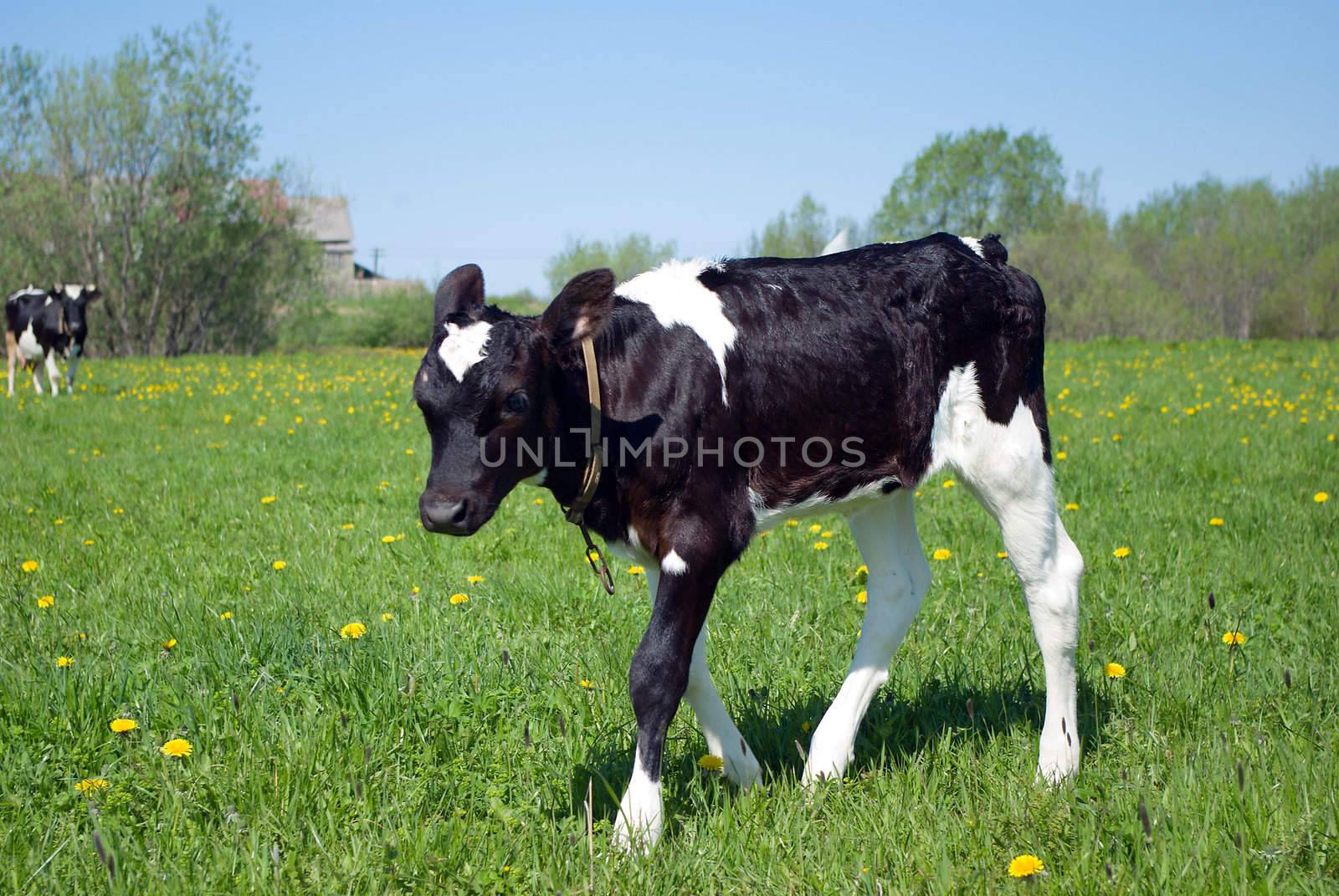 Calf in Pasture.rural terrain.