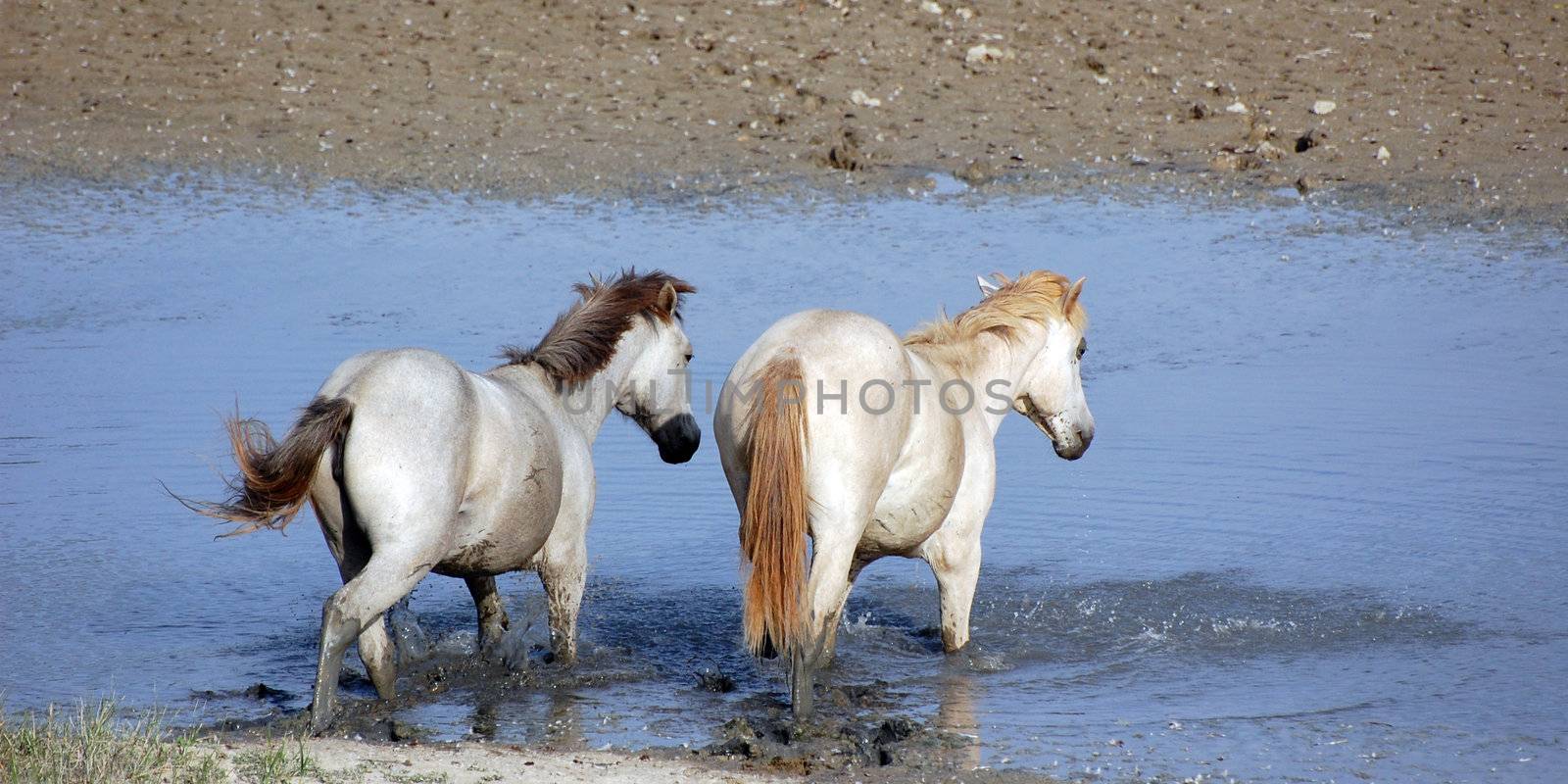 Two white horses cross little river