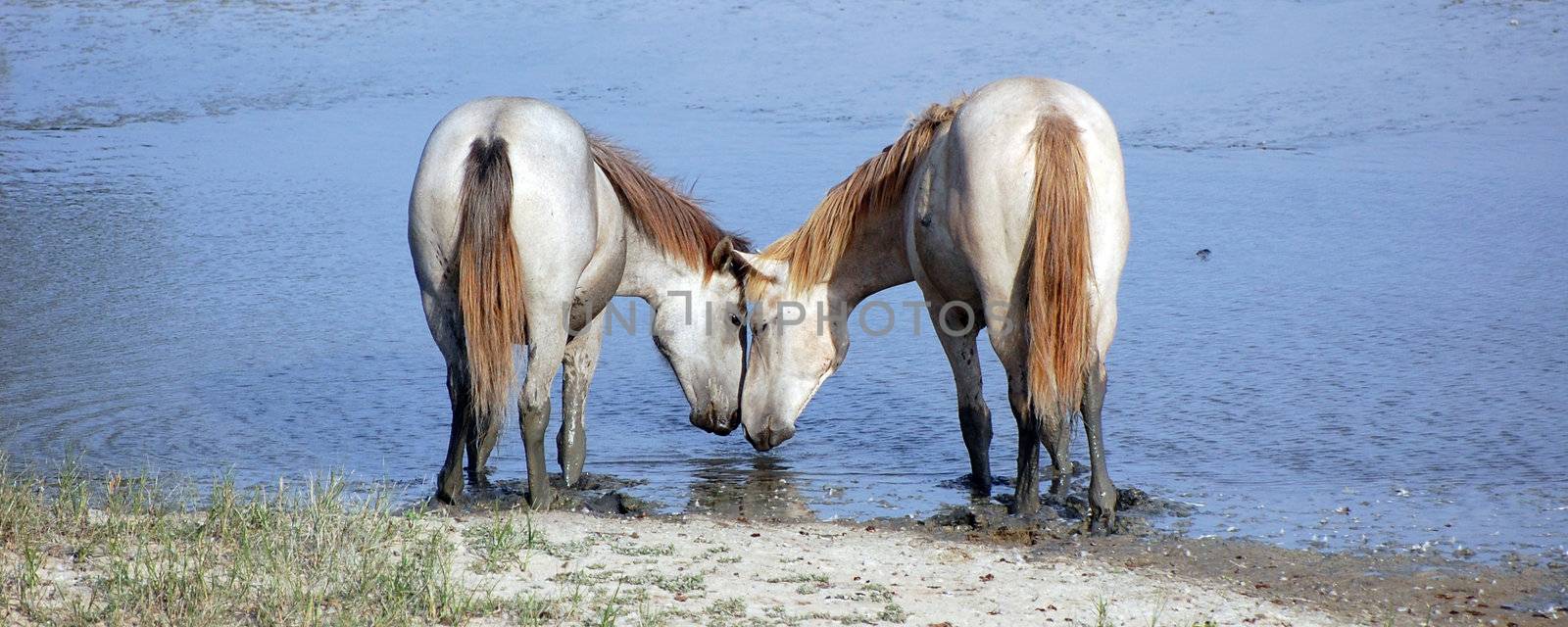 Horses in love by lebanmax