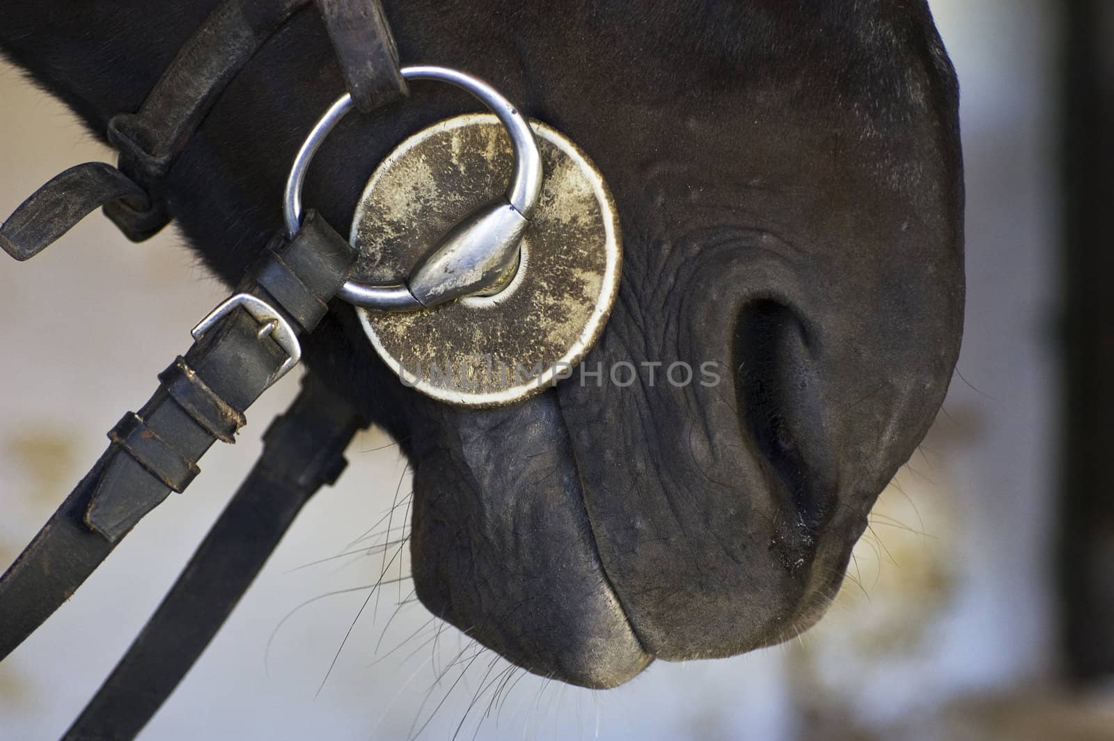 Close-up of an horse bit