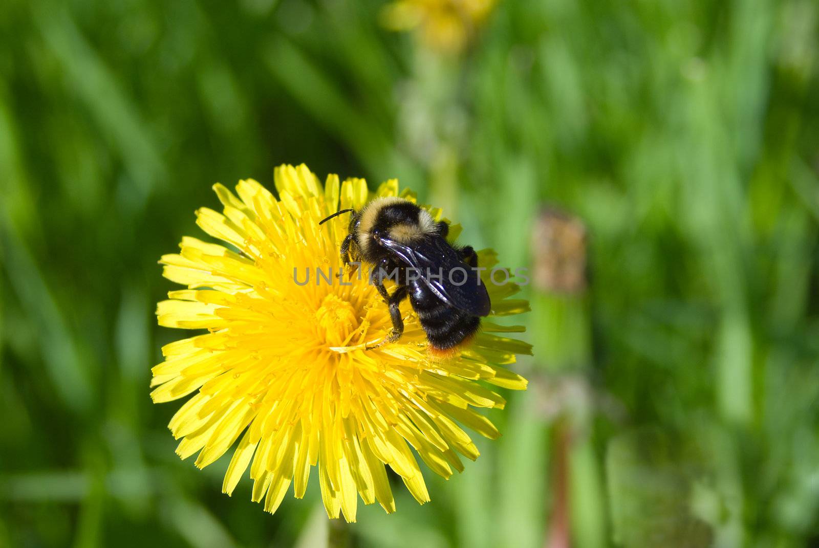 The bumblebee collects honey on a dandelion