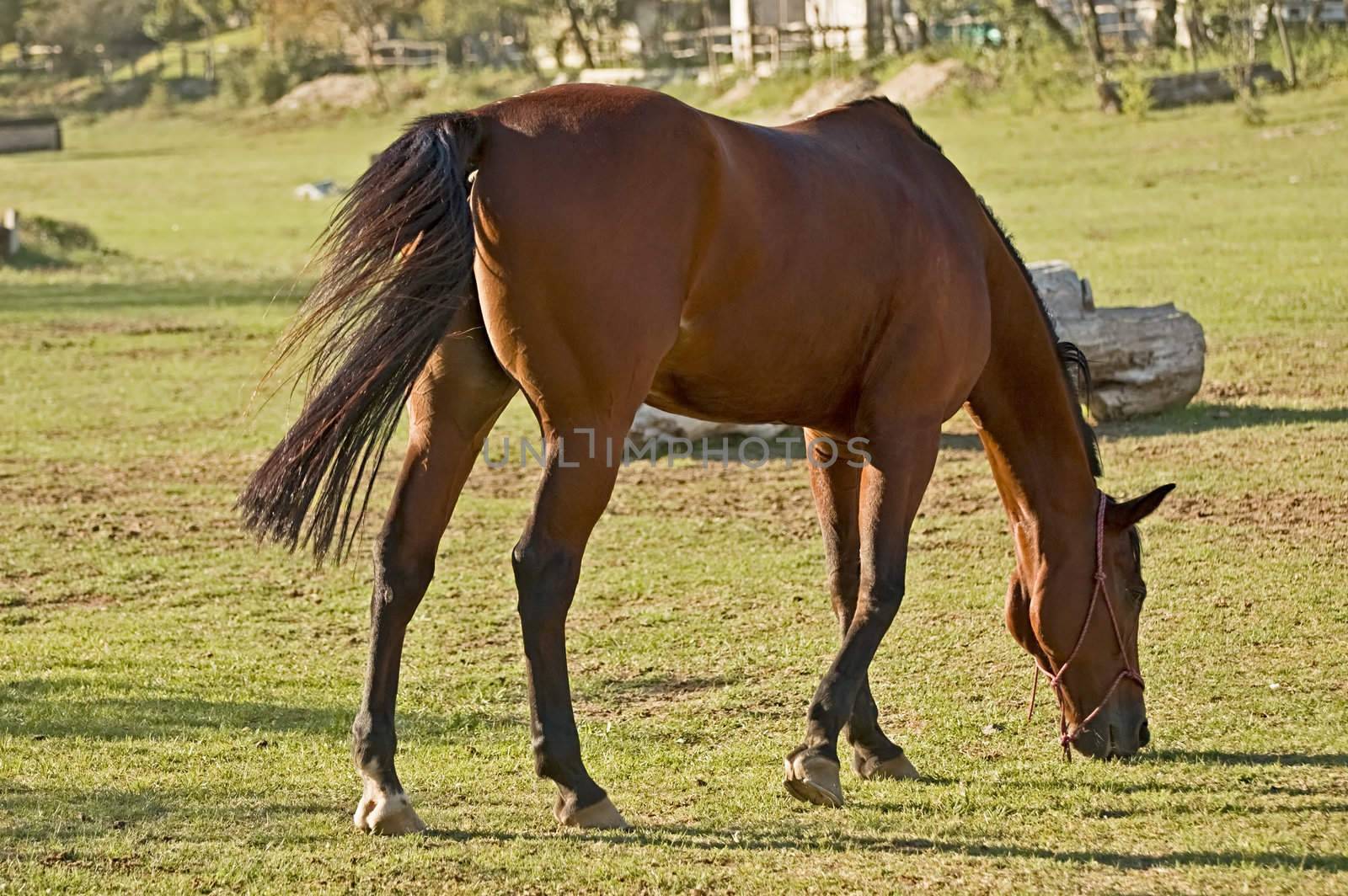 Brown horse eats grass