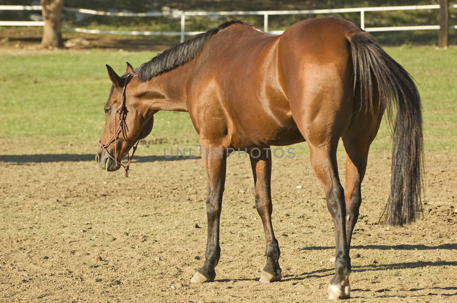 A brown horse walks in a enclosure