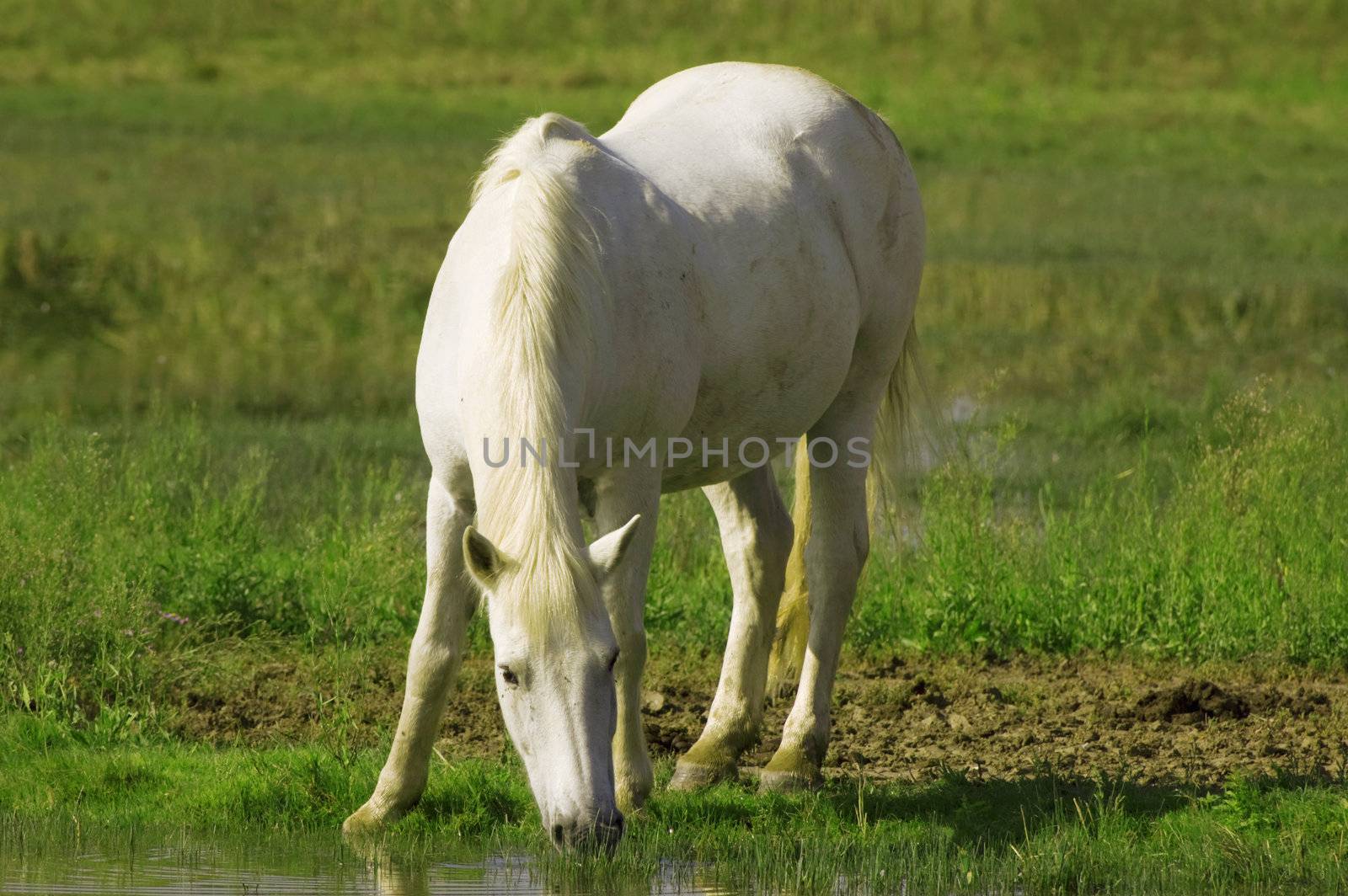 White wild horse drinks water in a pond