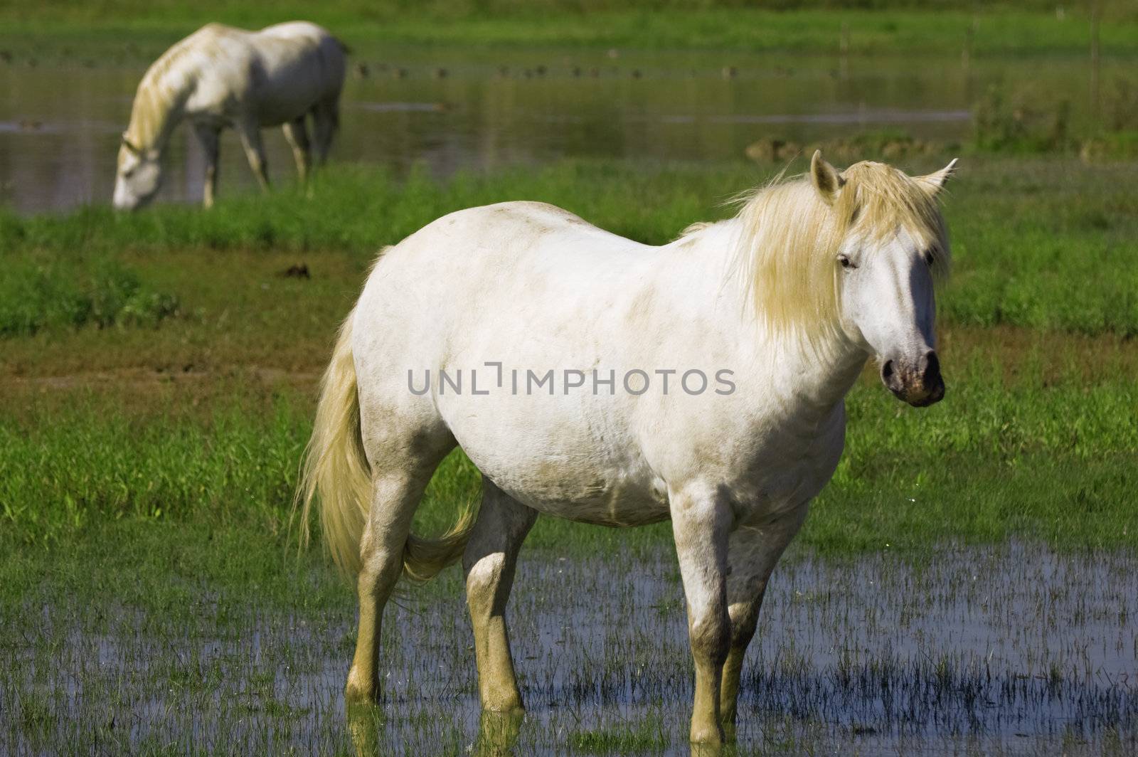 Two Camargue white horses eating grass in a pond