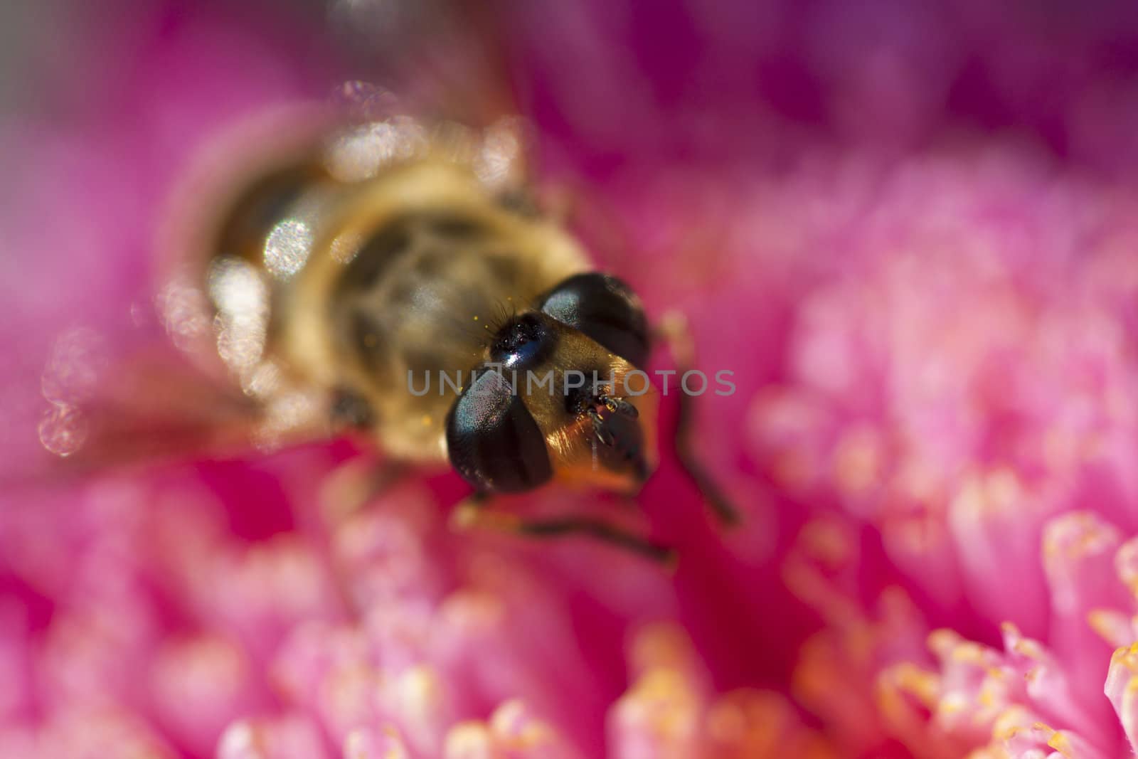 striped fly on a bright pink flower